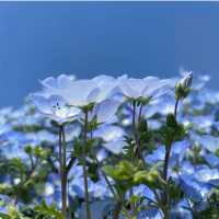 【福岡観光】園内お花で埋め尽くされていて素敵