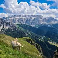 Stevia Hutte