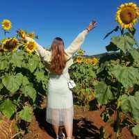 Nature's Bounty: A Refreshing Retreat in Kalaw