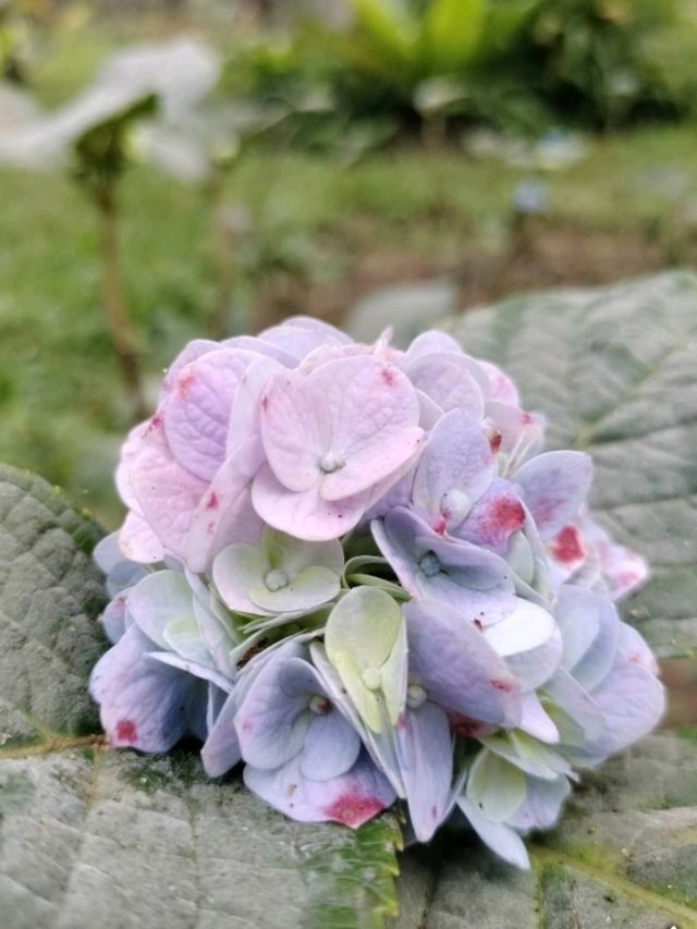 เที่ยวสวนสนน่าฝน นอนบนรถบ้าน - เชียงใหม่
