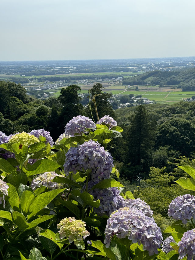 〜茨城県〜7/7まで！絶景すぎるあじさい池✨
