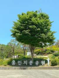 금계국 만개한 동대문 흥인지문 공원💛