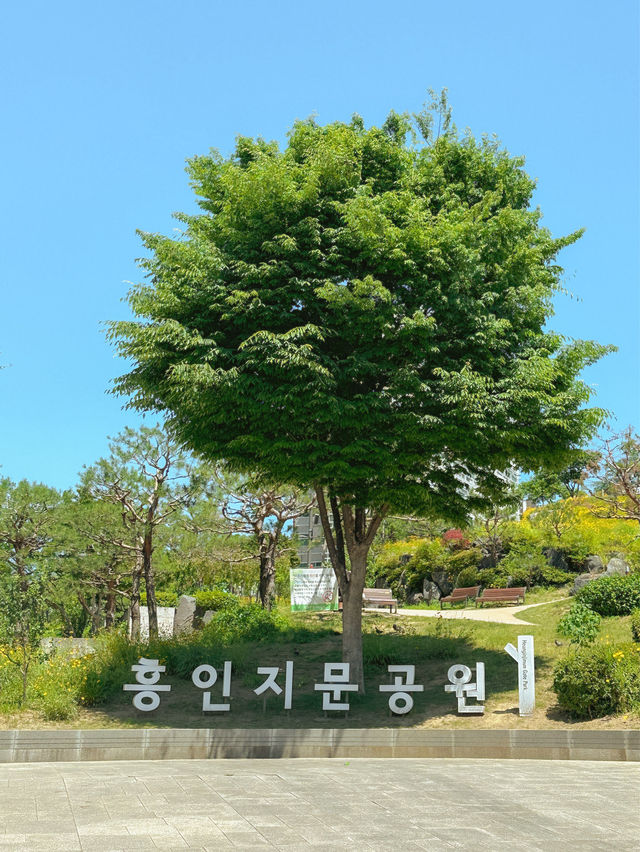 금계국 만개한 동대문 흥인지문 공원💛