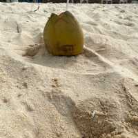 Starfish beach in Phu Quoc 
