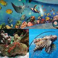 曼谷景點：SEA LIFE Bangkok Ocean World，適合家庭旅遊