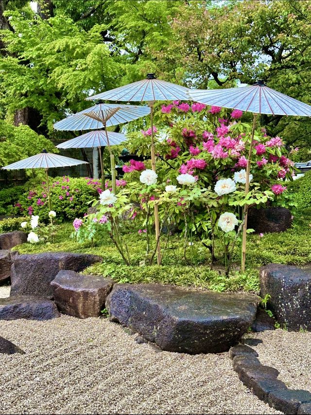 〜東京都〜東京穴場お花見スポット🌸