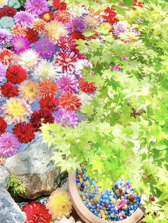 〜奈良県〜華の池！水面に浮かぶ絶景ダリア池