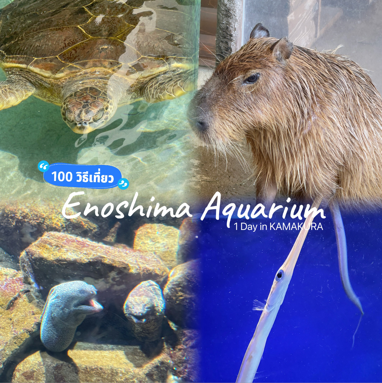 Khám phá thế giới dưới nước tại Thủy cung Enoshima. 