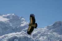 Manaslu Circuite  Trekking 