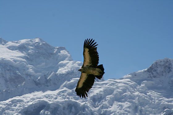 Manaslu Circuite  Trekking 