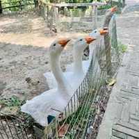 The Bentong Farm Malaysia