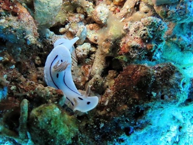 潛水必去的台東小島「綠島」