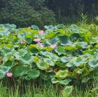 【大阪観光】雨上がりの山田池公園で夏散歩！