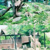 愛寶樂園：野生動物體驗