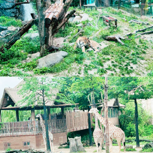 愛寶樂園：野生動物體驗
