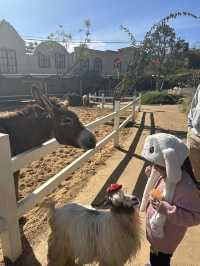 Must-Try Activities: A day at Puppy Farm