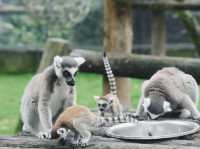 《動物園》【上海動物園】環境優美,攝影愛好者必去!