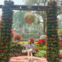 🌺สวนรุกขชาติแม่ฟ้าหลวง...สวนกุหลาบพันปี🌺