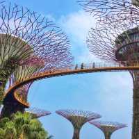 🇸🇬 Gardens by the Bay: A Symphony of Green in the City