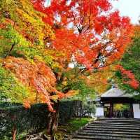 【京都】2024年秋厳選 ！京都紅葉スポット 安楽寺