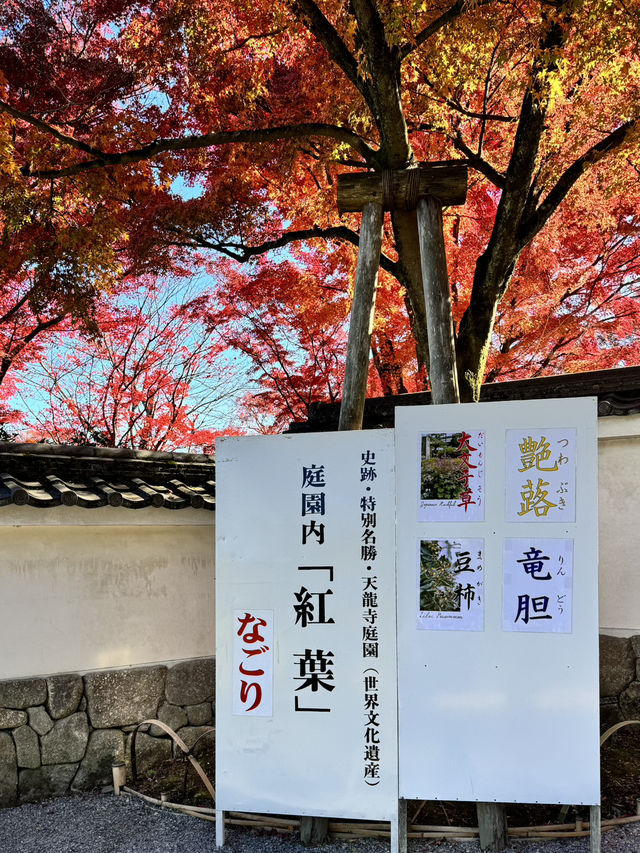 【京都嵐山】世界遺産天龍寺の紅葉✨ 曹源池庭園！