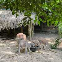 หมูเด้ง เด้ง ประจำเขาเขียว