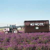 Hokkaido 3D2N - Lavender, Lavender, and Flower
