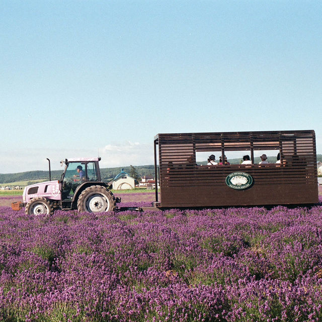 Hokkaido 3D2N - Lavender, Lavender, and Flower