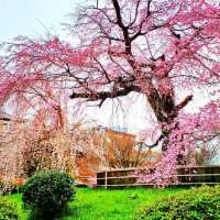 【京都】京都旅はここから始まる！名勝円山公園
