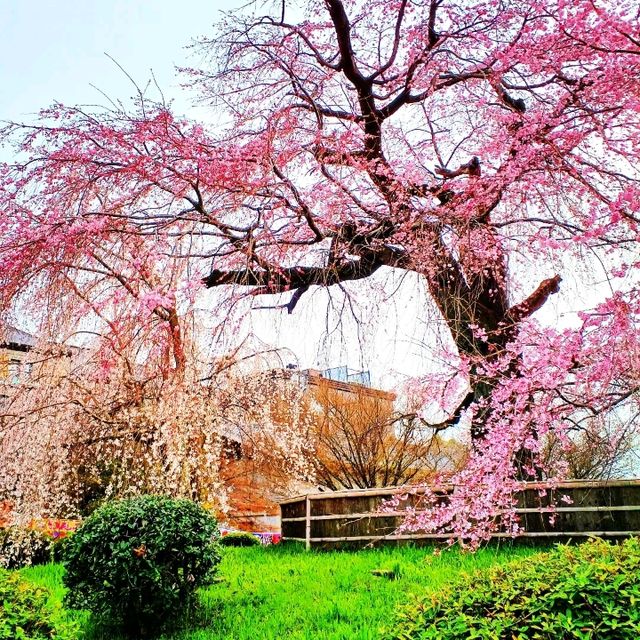 【京都】京都旅はここから始まる！名勝円山公園