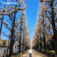 另類光禿禿的銀杏併木奇景:明治神宮外苑大道