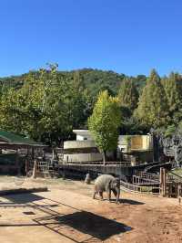 동물원으로 놀러가보자〰️🐘