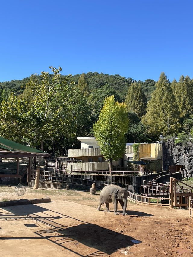 동물원으로 놀러가보자〰️🐘