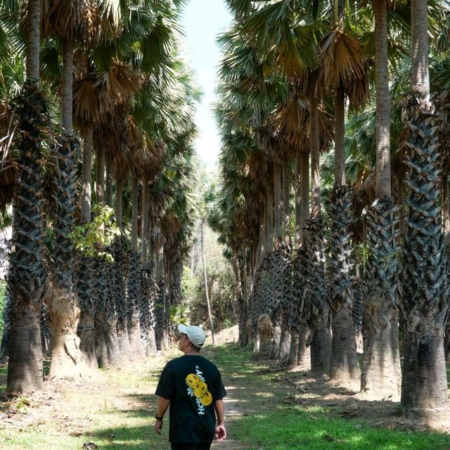 ไปเที่ยวอุโมงค์ต้นตาลที่ จ. เพชรบุรีกัน 🌴🌴