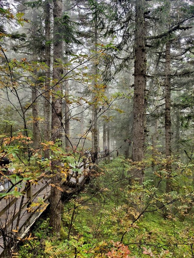 Huanglong Forest is the Paradise 