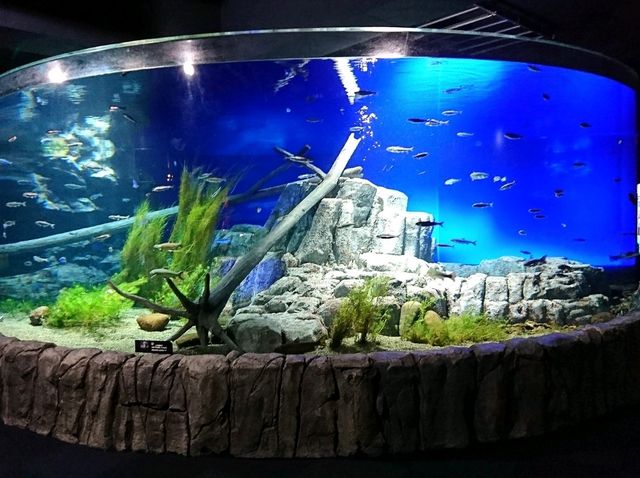 【サケのふるさと 千歳水族館:北海道千歳市】鮭などの淡水魚を見れる珍しい水族館🐧