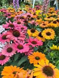 Australian Carnival of Flowers at Flower Dome