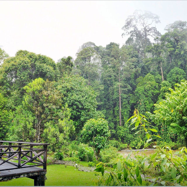  Exploring the Borneo Rainforest: A Journey into Nature's Wonderland