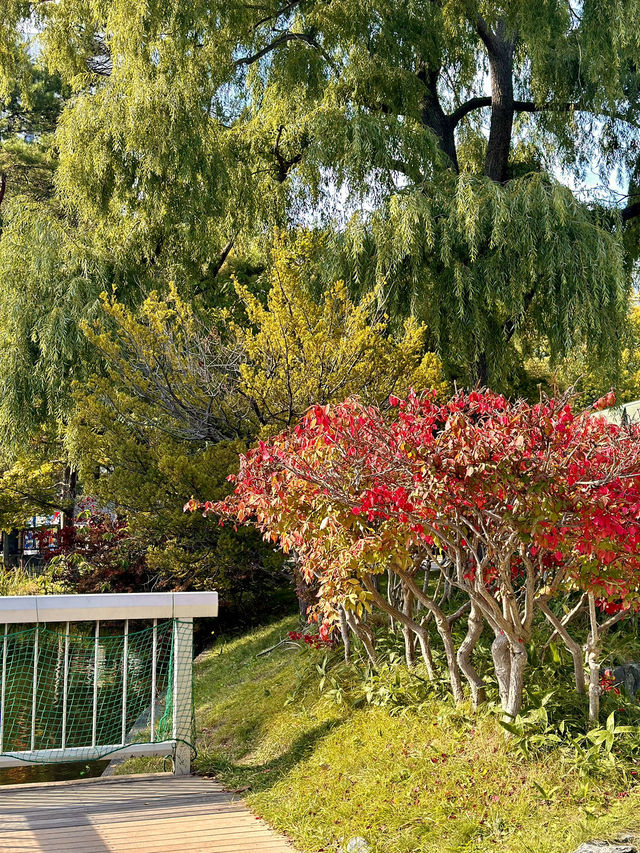 Stunning Autumn Colors at Nakajima Park 🍁