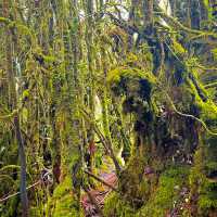 Mossy Forest