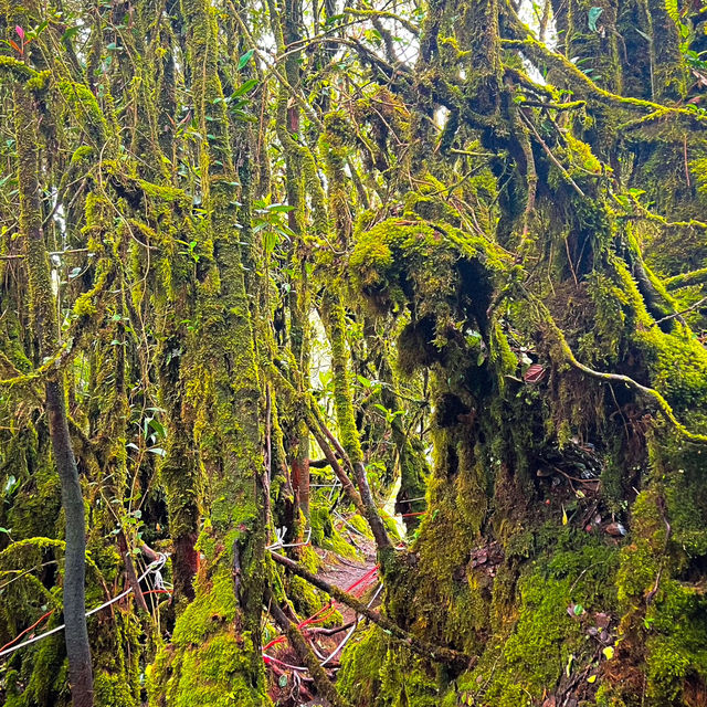 Mossy Forest