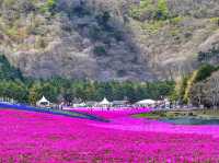 【静岡】絶景✨芝桜が咲き乱れる富士芝桜まつり🌸