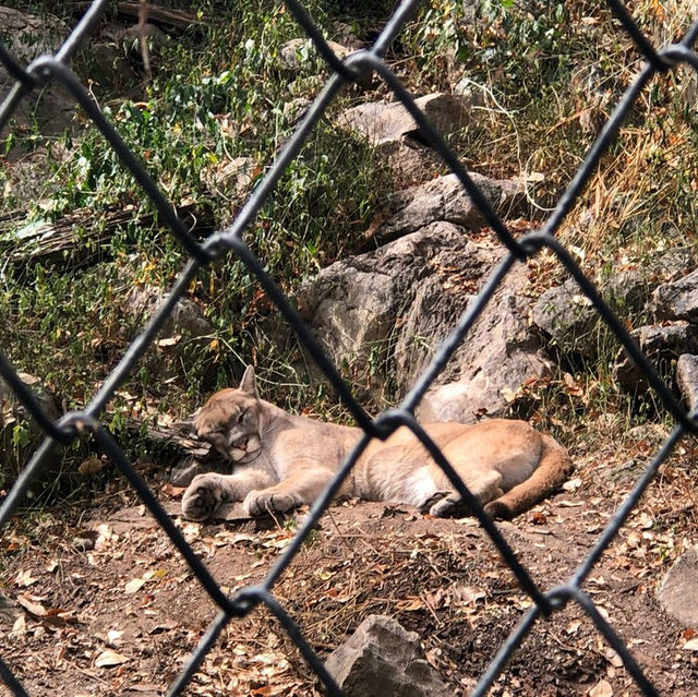 สวนสัตว์บนเขาใหญ่ 🦒 🦓 🦔 