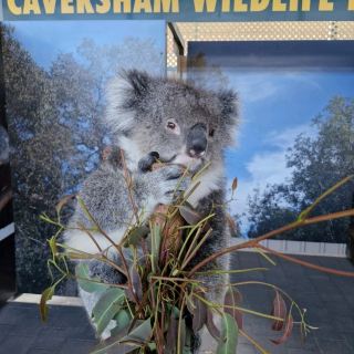 Explore Australian Wildlife !!