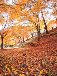 【長野】湖畔に広がるもみじその数1万本🤩彩り豊かな紅葉スポット🍁訪問攻略付き