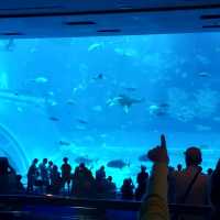 📍 沖繩美麗海水族館 - 同海洋奇觀親密接觸！🐋✨