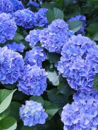 名古屋一日遊：花海＋溫泉