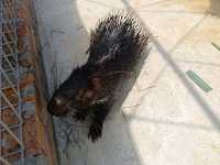 Place for Kids! TTI Mini Zoo