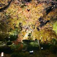 ✨ บรรยากาศสุดฟิน! ชมไฟกลางคืนที่วัดToji, Kyoto✨