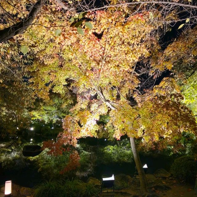 ✨ บรรยากาศสุดฟิน! ชมไฟกลางคืนที่วัดToji, Kyoto✨